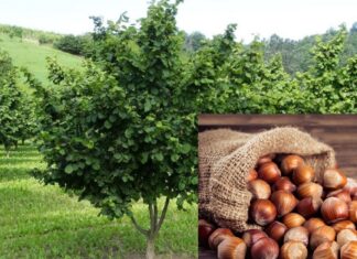 Proposta di riconoscimento IGP e DOP per la Nocciola dell’Etna