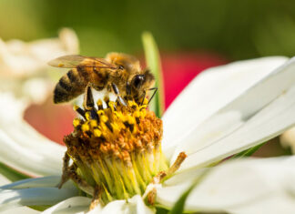 Greenpeace a sostegno delle api, sentinelle della biodiversità
